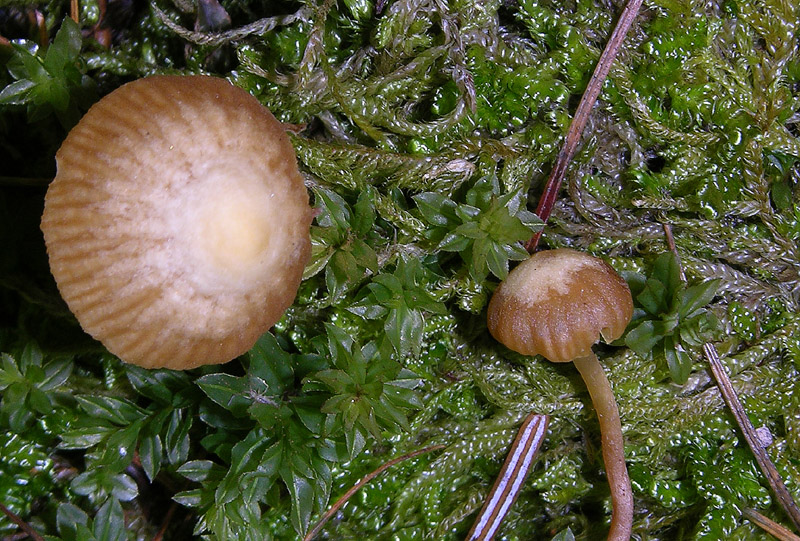 Galerina da determinare n33(2007)